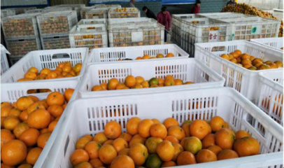 天同食品迎柑橘豐收季，開足馬力保供應(yīng)，領(lǐng)航罐頭市場(chǎng)新篇章